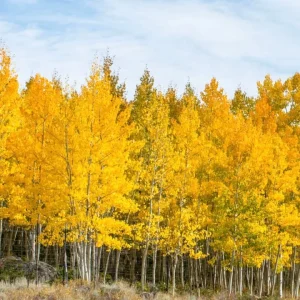 Quaking Aspen Tree Live Plant - Yellow Fall Foliage, White Poplar, 6-8