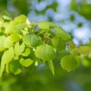 Quaking Aspen Tree Live Plant - Yellow Fall Foliage, White Poplar, 6-8