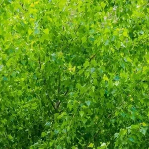 Quaking Aspen Tree Live Plant - Yellow Fall Foliage, White Poplar, 6-8