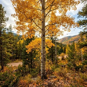 Quaking Aspen Tree Live Plant - Yellow Fall Foliage, White Poplar, 6-8" Tall in 4" Pot, Outdoor - Image 1