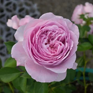 Rare Rose Flower Live Plant – 1 Gallon Pot – Repartil – Outdoor - Image 2