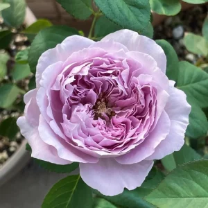 Rare Rose Flower Live Plant – 1 Gallon Pot – Repartil – Outdoor - Image 1