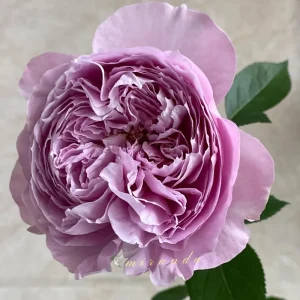 Rare Rose Flower Live Plant – 1 Gallon Pot – Repartil – Outdoor - Image 3