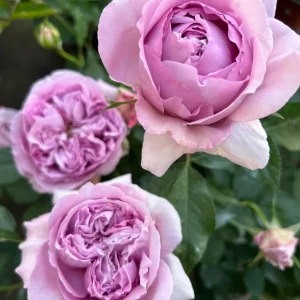 Rare Rose Flower Live Plant – 1 Gallon Pot – Repartil – Outdoor - Image 4