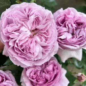 Rare Rose Flower Live Plant – 1 Gallon Pot – Repartil – Outdoor - Image 5