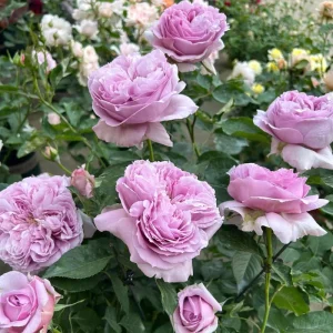 Rare Rose Flower Live Plant – 1 Gallon Pot – Repartil – Outdoor - Image 6