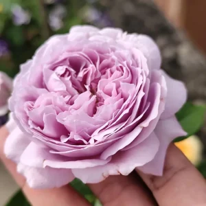 Rare Rose Flower Live Plant – 1 Gallon Pot – Repartil – Outdoor - Image 7