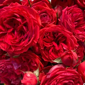 Red Apple Rose Live Plant - Deep Red Shrub, 60-80 cm Tall, Fragrant - Image 4