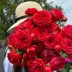 Red Apple Rose Live Plant - Deep Red Shrub, 60-80 cm Tall, Fragrant - Image 5