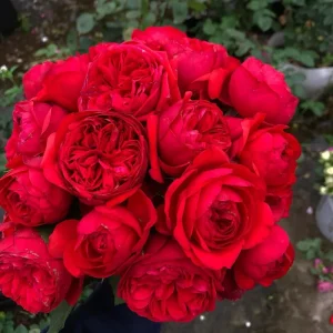Red Apple Rose Live Plant - Deep Red Shrub, 60-80 cm Tall, Fragrant - Image 6