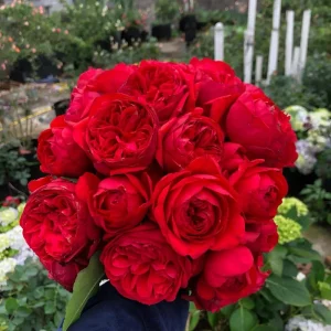 Red Apple Rose Live Plant - Deep Red Shrub, 60-80 cm Tall, Fragrant - Image 7