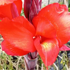 Red Canna Lily Rooted Starter Plant - Hardy Tropical Perennial Live Plant Outdoor - Image 2