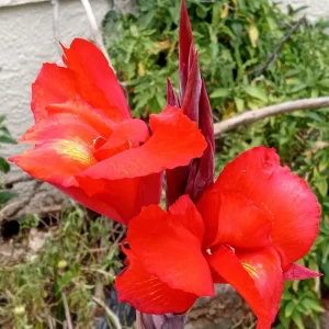Red Canna Lily Rooted Starter Plant - Hardy Tropical Perennial Live Plant Outdoor - Image 3