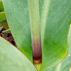 Red Canna Lily Rooted Starter Plant - Hardy Tropical Perennial Live Plant Outdoor - Image 4