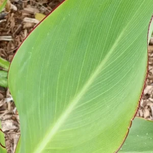 Red Canna Lily Rooted Starter Plant - Hardy Tropical Perennial Live Plant Outdoor - Image 5