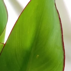 Red Canna Lily Rooted Starter Plant - Hardy Tropical Perennial Live Plant Outdoor - Image 6