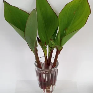 Red Canna Lily Rooted Starter Plant - Hardy Tropical Perennial Live Plant Outdoor - Image 7