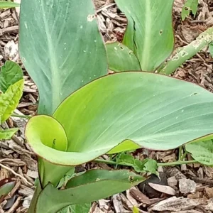 Red Canna Lily Rooted Starter Plant - Hardy Tropical Perennial Live Plant Outdoor - Image 8