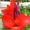 Red Canna Lily Rooted Starter Plant - Hardy Tropical Perennial Live Plant Outdoor - Image 1
