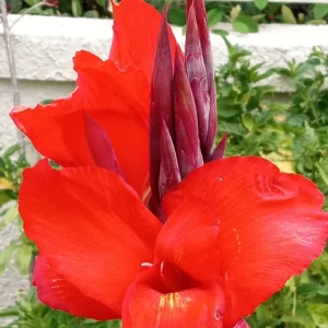 Red Canna Lily Rooted Starter Plant - Hardy Tropical Perennial Live Plant Outdoor - Image 1