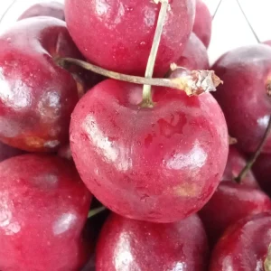 Red Cherry Fruit Tree Seeds - 15 Organic Seeds - Edible Perennial Outdoor - Image 3