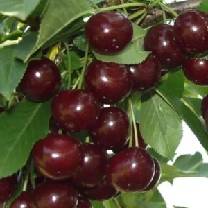 Red Cherry Fruit Tree Seeds - 15 Organic Seeds - Edible Perennial Outdoor - Image 4