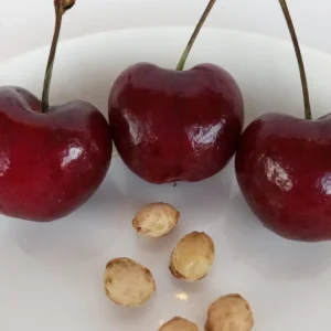 Red Cherry Fruit Tree Seeds - 15 Organic Seeds - Edible Perennial Outdoor - Image 5