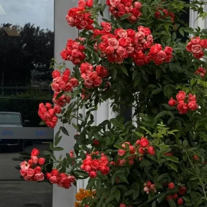 Red Clematis Climbing Rose Live Plant 1 Gallon - Fragrant Red Flowers, Repeat Bloomer - Image 2