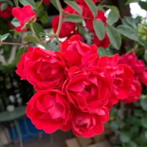 Red Clematis Climbing Rose Live Plant 1 Gallon - Fragrant Red Flowers, Repeat Bloomer - Image 3