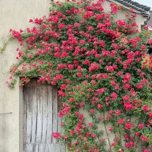 Red Clematis Climbing Rose Live Plant 1 Gallon - Fragrant Red Flowers, Repeat Bloomer - Image 4