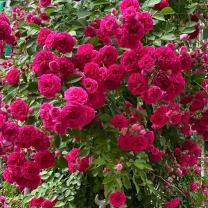 Red Clematis Climbing Rose Live Plant 1 Gallon - Fragrant Red Flowers, Repeat Bloomer - Image 5