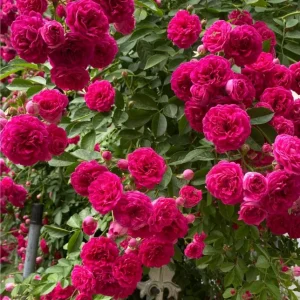 Red Clematis Climbing Rose Live Plant 1 Gallon - Fragrant Red Flowers, Repeat Bloomer - Image 6