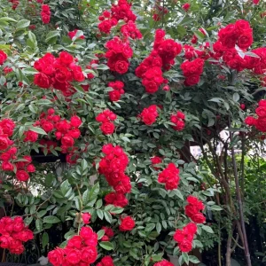 Red Clematis Climbing Rose Live Plant 1 Gallon - Fragrant Red Flowers, Repeat Bloomer - Image 7