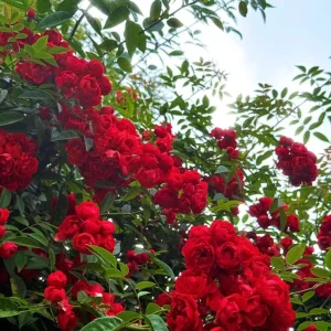 Red Clematis Climbing Rose Live Plant 1 Gallon - Fragrant Red Flowers, Repeat Bloomer - Image 1