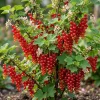 Red Currant Live Plant - Cold Hardy Shrub, 6-12" Tall Bare Root - Image 1