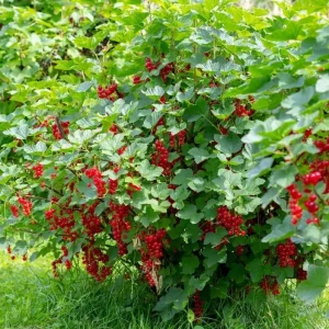 Red Currant Live Plant - Cold Hardy Shrub, 6-12