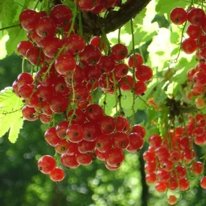 Red Currant Live Plant - Cold Hardy Shrub, 6-12