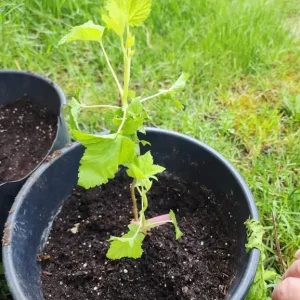 Red Currant Live Plant - Cold Hardy Shrub, 6-12