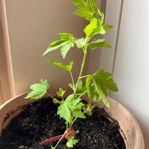Red Currant Live Plant - Fruiting Shrub, 6-12