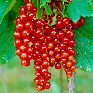 Red Currant Live Plant - Fruiting Shrub, 6-12