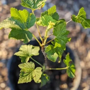 Red Currant Live Plant - Fruiting Shrub, 6-12