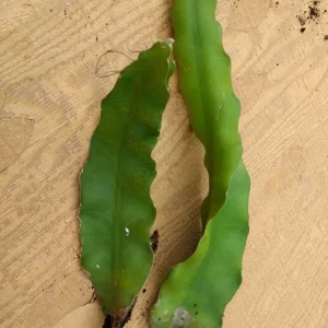 Red Dragon Fruit Cactus Cutting - Organic Pitaya Plant, 8 inch Rooted, Indoor/Outdoor - Image 1