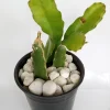 Red Dragon Fruit Pitaya Live Plant Cuttings, 2-Pack, 8"+ Mature, Outdoor - Image 1