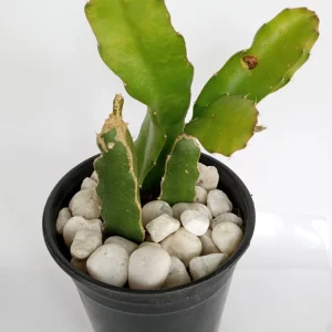 Red Dragon Fruit Pitaya Live Plant Cuttings, 2-Pack, 8