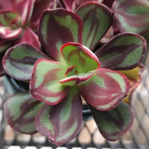 Red Echeveria Succulent Live Plant – 4-6 inch Potted Houseplant - Image 2