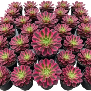 Red Echeveria Succulent Live Plant – 4-6 inch Potted Houseplant - Image 3