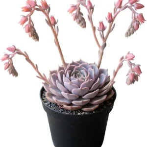 Red Echeveria Succulent Live Plant – 4-6 inch Potted Houseplant - Image 4