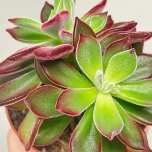 Red Echeveria Succulent Live Plant – 4-6 inch Potted Houseplant - Image 5