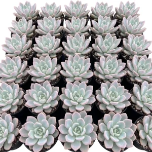 Red Echeveria Succulent Live Plant – 4-6 inch Potted Houseplant - Image 6
