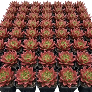 Red Echeveria Succulent Live Plant – 4-6 inch Potted Houseplant - Image 7